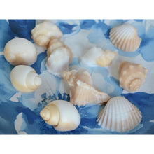 Load image into Gallery viewer, 50 Seashell Soap Favors - SoapByNadia