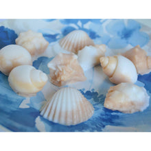 Load image into Gallery viewer, 10 Seashell Soap Favors - SoapByNadia