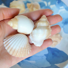 Load image into Gallery viewer, 10 Seashell Soap Favors - SoapByNadia